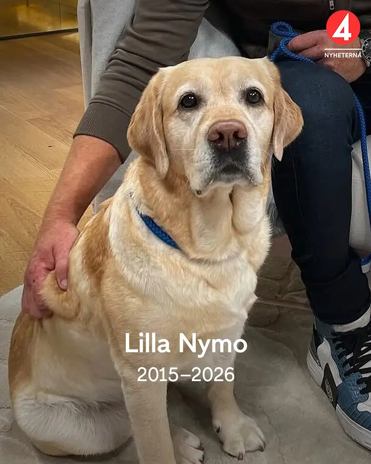 Sorg hos Hundcoachen Fredrik Steen – Lilla Nymo har somnat in