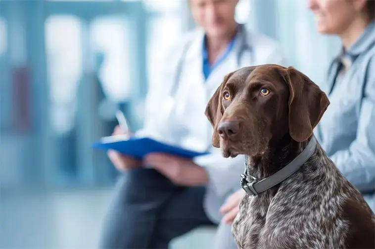 S och SD vill se hårdare regler för veterinärpriser