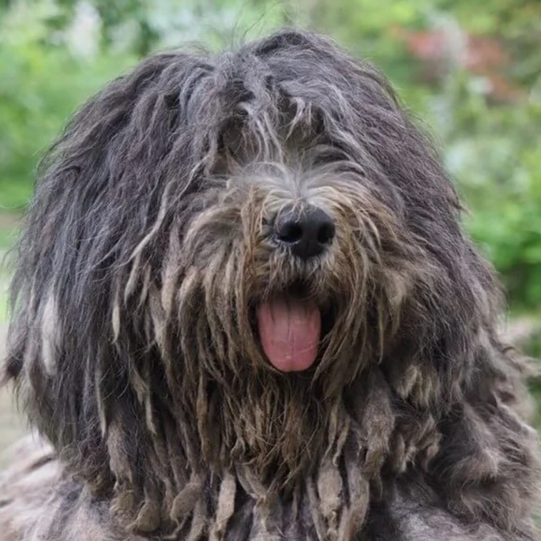 Bergamasco: en levande bit av Alpernas historia