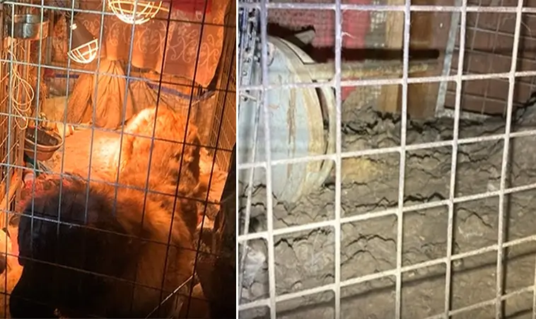 Djurplågeri i hemmet – kvinna döms efter omfattande vanvård