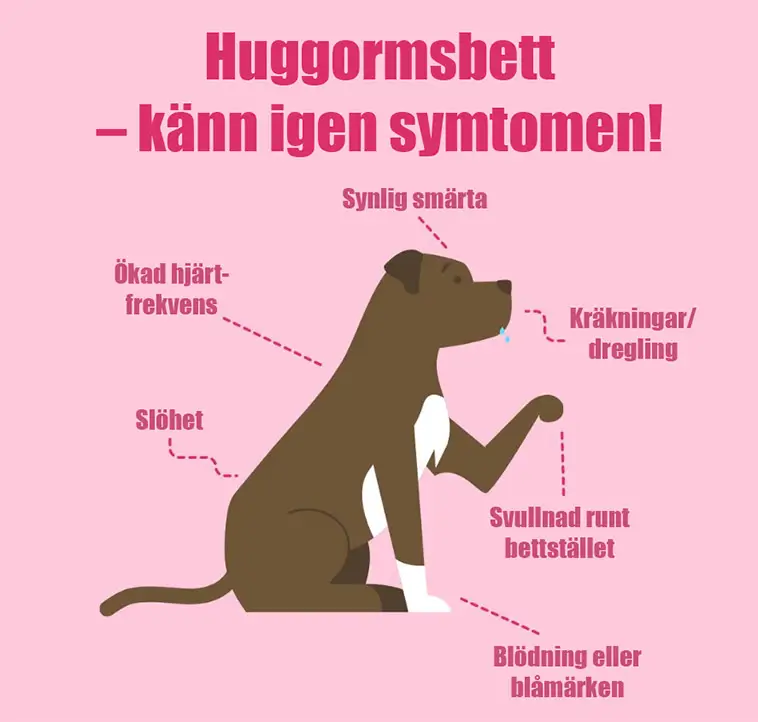 Akut guide: så agerar du om din hund blir biten av huggorm