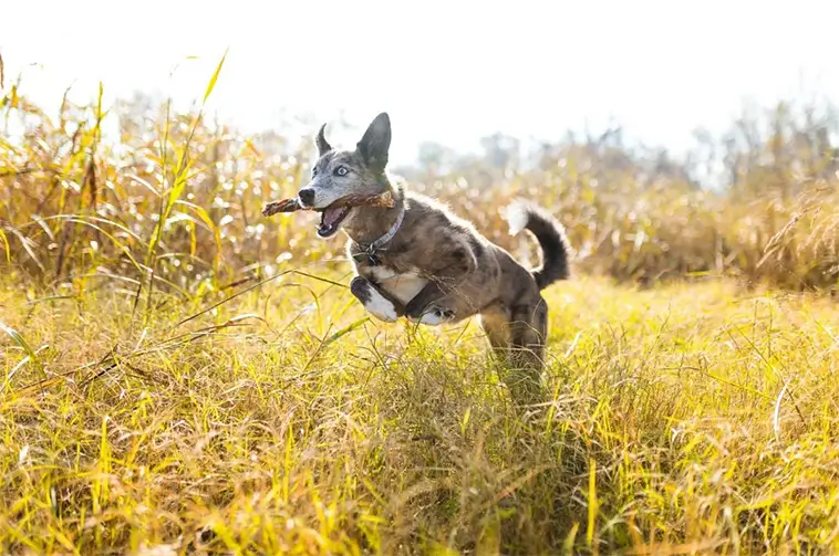 Akut guide: så agerar du om din hund blir biten av huggorm