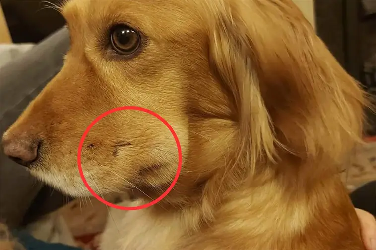 Akut guide: så agerar du om din hund blir biten av huggorm