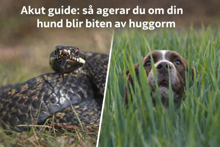 Akut guide: så agerar du om din hund blir biten av huggorm