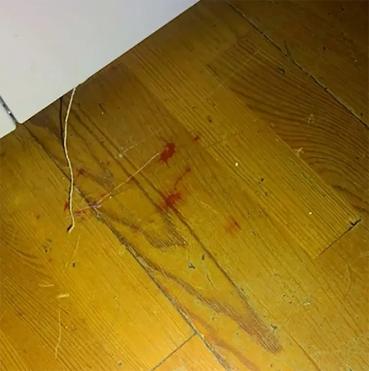 Fasansfull upptäckt i Umeå – döda hundar gömda i frys, kvinna åtalas