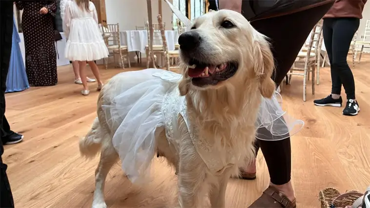 Kärlek på fyra tassar – hundpar gifte sig i unik ceremoni