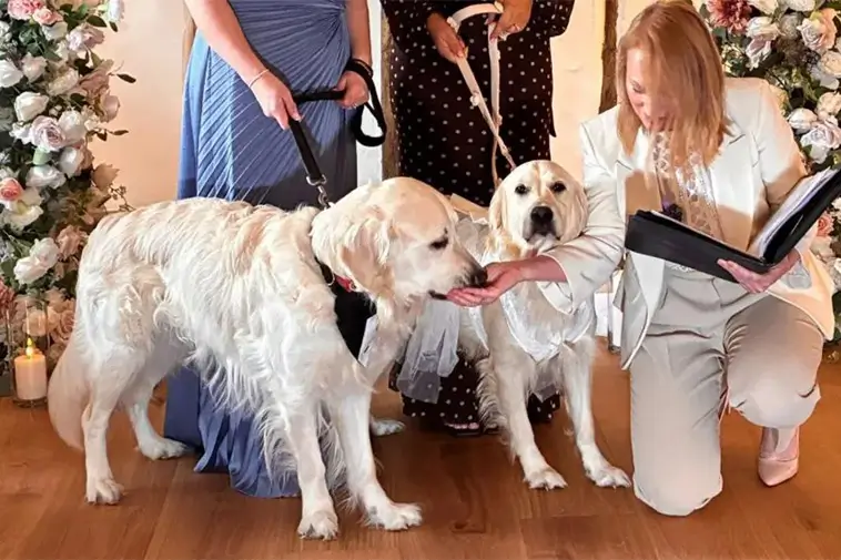 Kärlek på fyra tassar – hundpar gifte sig i unik ceremoni