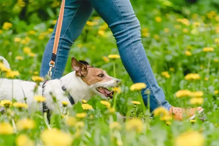 Därför tar hundpromenaden plötsligt längre tid på våren