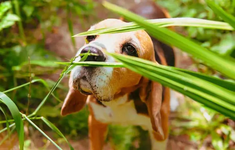 Därför tar hundpromenaden plötsligt längre tid på våren