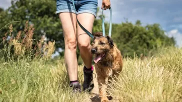 Därför tar hundpromenaden plötsligt längre tid på våren