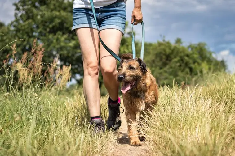 Därför tar hundpromenaden plötsligt längre tid på våren
