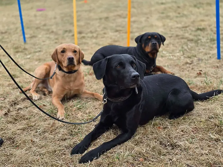 Ny hundrastgård blev succé – hundglädje fyllde Mariannelund