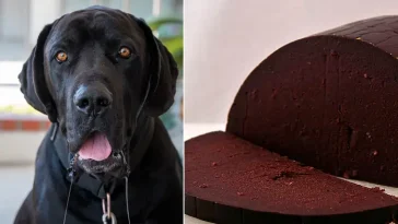 Kan hundar äta blodpudding? Det här gäller