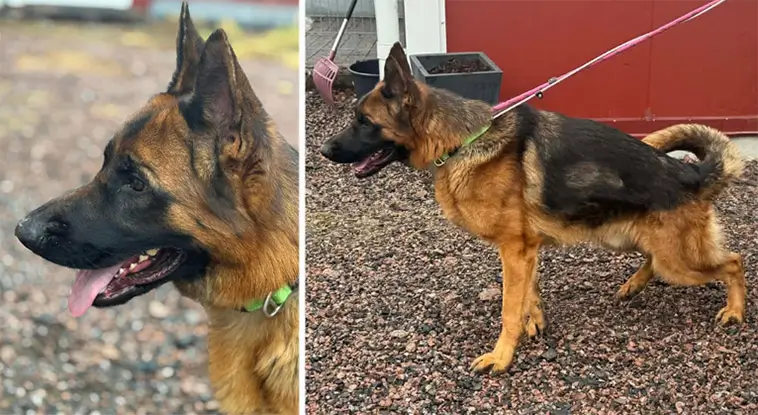 Länsstyrelsen: Tre omhändertagna hundar söker nya hem – ställs höga krav på köpare