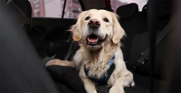Nya regler för hund i bilen – ska stoppa dödlig smitta