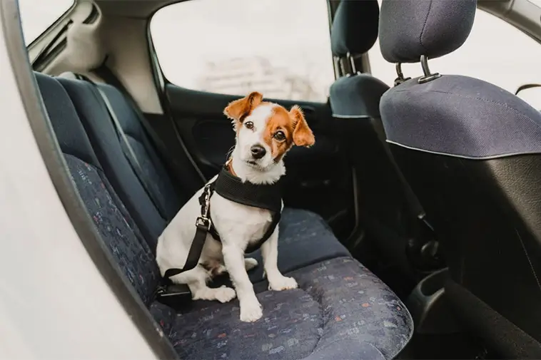 Nya regler för hund i bilen – ska stoppa dödlig smitta