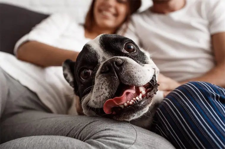 Valpsugen? Här är hundnamnen som toppar listorna just nu