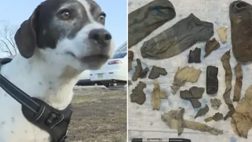 Hunden blev plötsligt slö – veterinärer hittade chockerande innehåll i magen
