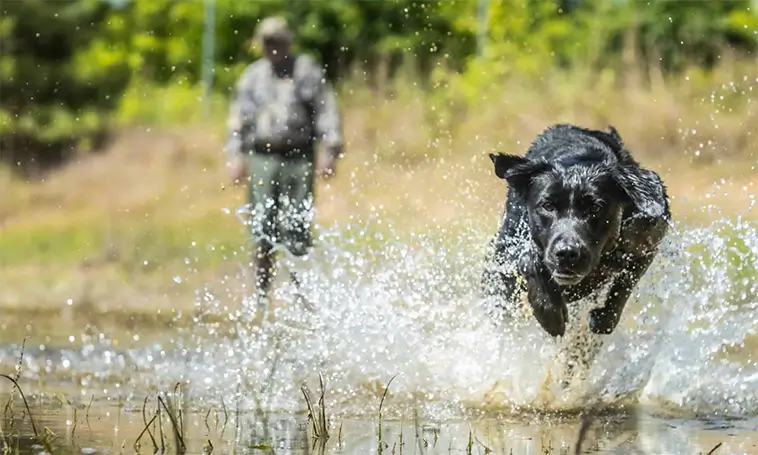 Rovdjursföreningen: Undvik jakt med hund i vargrevir