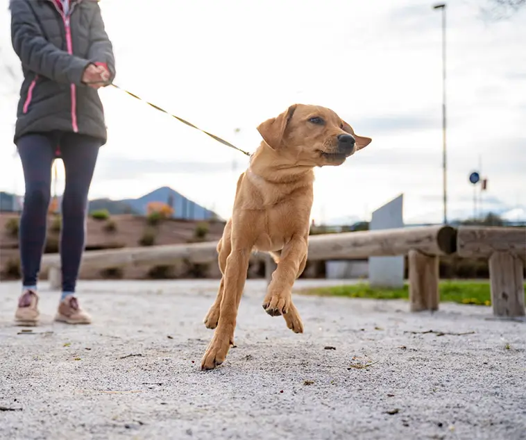 Så länge bör du promenera din hund – veterinärens tydliga riktlinjer