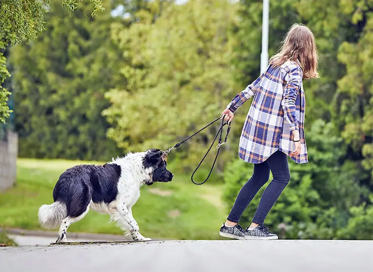 Så länge bör du promenera din hund – veterinärens tydliga riktlinjer