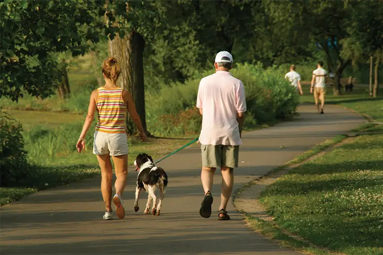 Så länge bör du promenera din hund – veterinärens tydliga riktlinjer