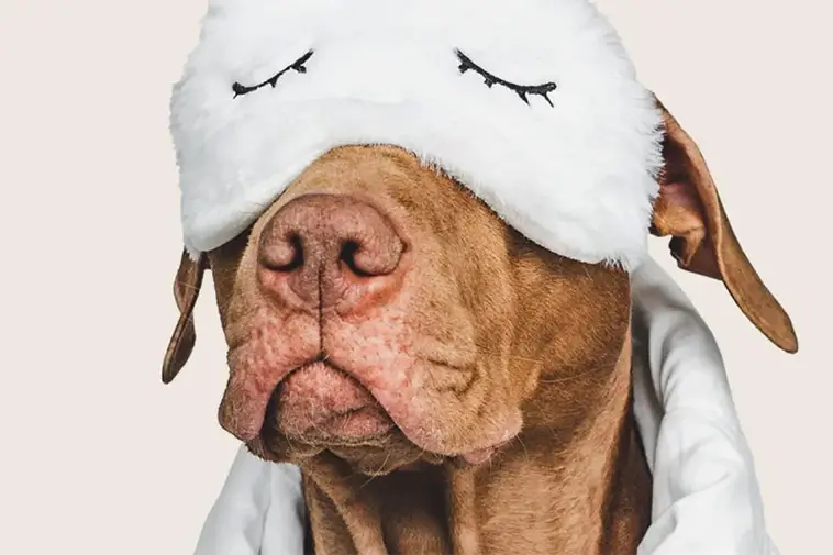 Sover din hund för lite? Veterinären varnar för ett vanligt misstag