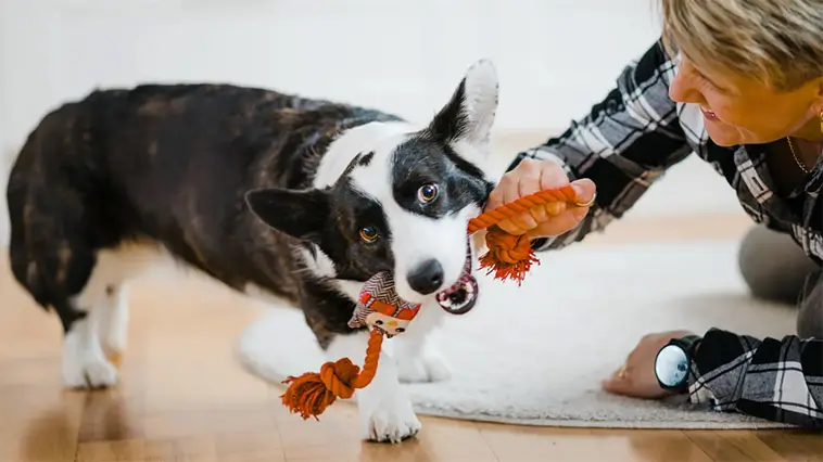 Forskning: Så stärker du relationen till din hund på bara några minuter om dagen