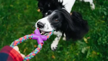 Forskning: Så stärker du relationen till din hund på bara några minuter om dagen