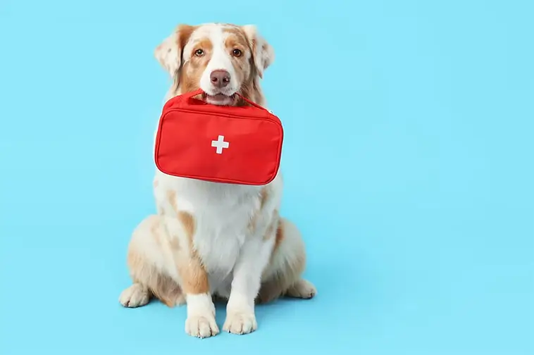 Starkt förtroende för veterinärer – trots kritik om priser