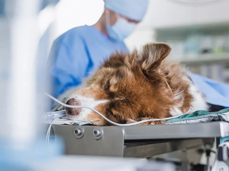 Starkt förtroende för veterinärer – trots kritik om priser