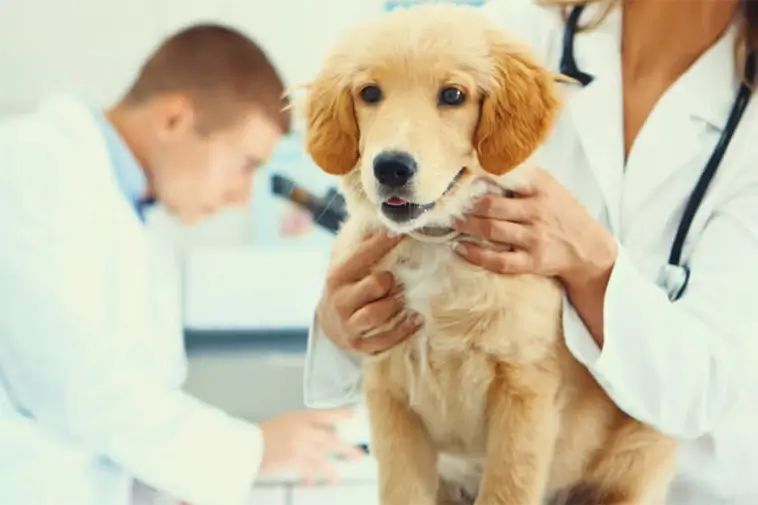 Starkt förtroende för veterinärer – trots kritik om priser