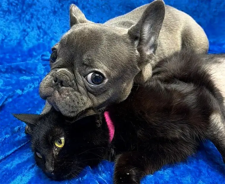Oskiljaktiga på djursjukhuset – trebent hund och katt fick gemensamt hem