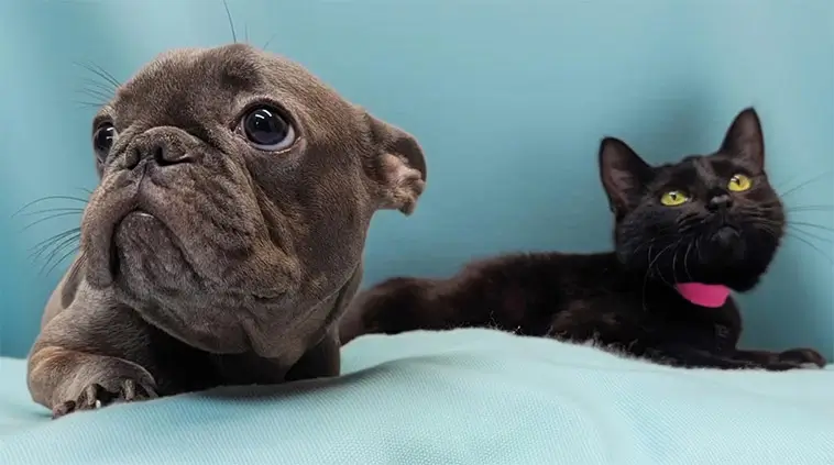 Oskiljaktiga på djursjukhuset – trebent hund och katt fick gemensamt hem
