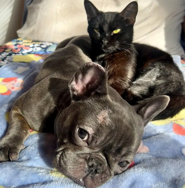Oskiljaktiga på djursjukhuset – trebent hund och katt fick gemensamt hem