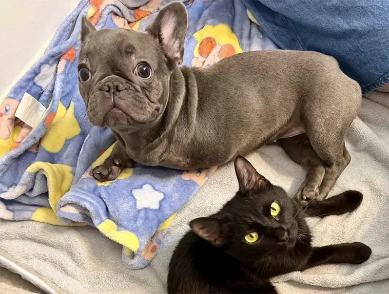 Oskiljaktiga på djursjukhuset – trebent hund och katt fick gemensamt hem