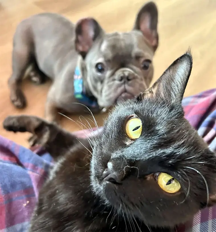 Oskiljaktiga på djursjukhuset – trebent hund och katt fick gemensamt hem