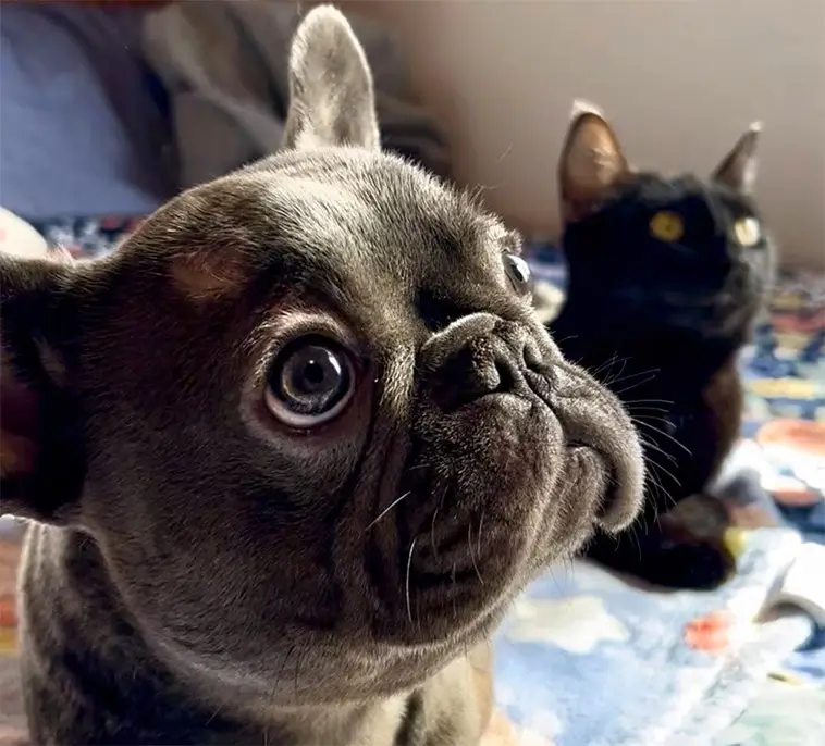 Oskiljaktiga på djursjukhuset – trebent hund och katt fick gemensamt hem