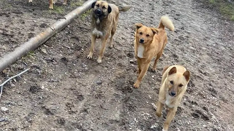 Ukraina: Djur räddas under beskjutning – men samtidigt växer kritiken