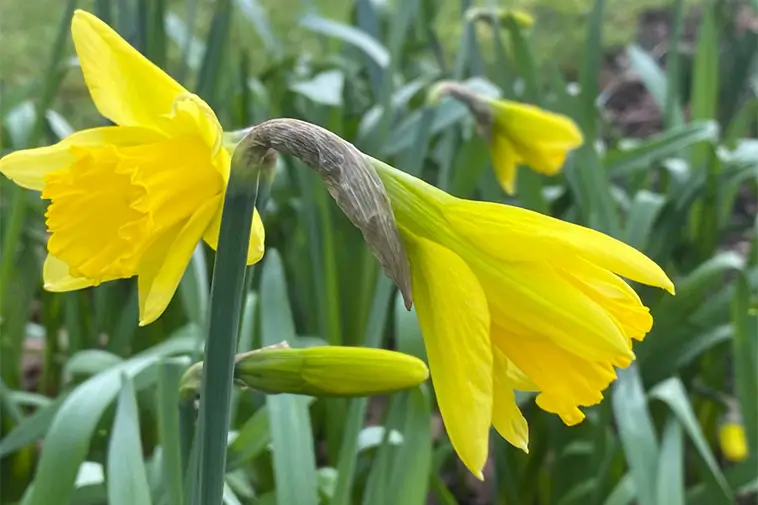 Vanliga vårblommor kan vara farliga för din hund – experter varnar