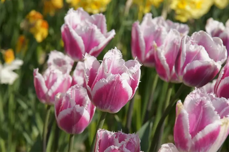 Vanliga vårblommor kan vara farliga för din hund – experter varnar