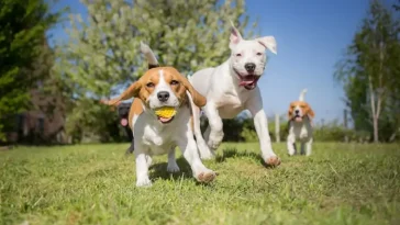 Vanliga vårblommor kan vara farliga för din hund – experter varnar