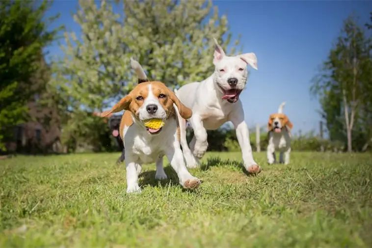Vanliga vårblommor kan vara farliga för din hund – experter varnar