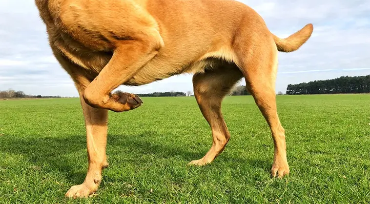 Veterinär uppmanar alla med hund över 5 år att följa 5 viktiga regler