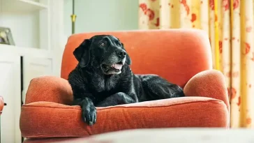 Veterinär uppmanar alla med hund över 5 år att följa 5 viktiga regler