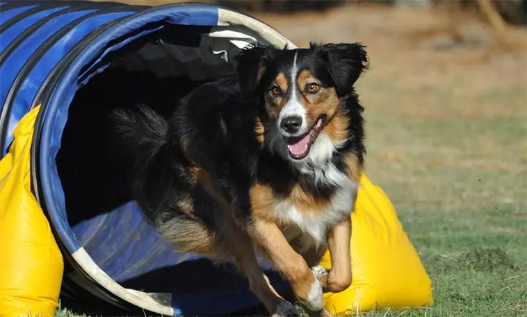 Hundfest i Jönköping – här avgörs Agility-SM 2026