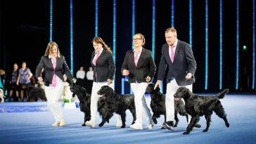 Finland ändrar reglerna för hundutställningar – stora nyheter väntar 2027