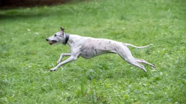 Whippeten rusar i popularitet – medan trubbnosiga raser tappar