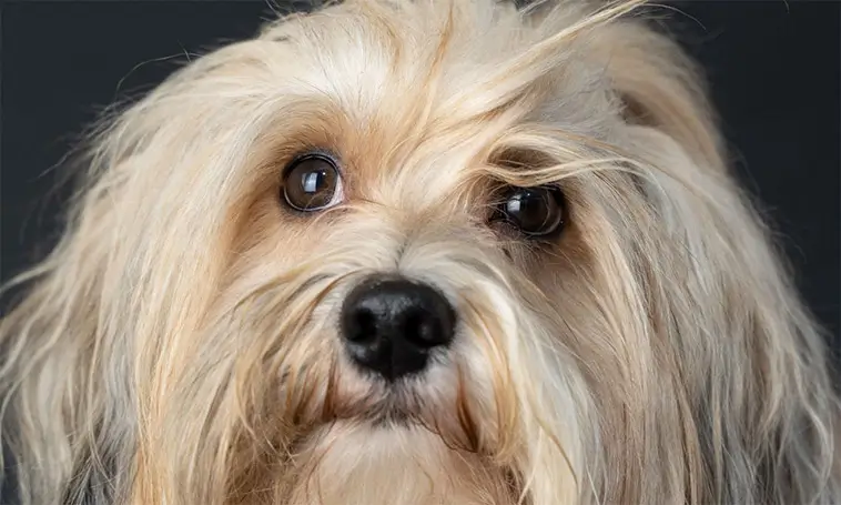Bichon Havanais – den lilla charmören med en dramatisk historia