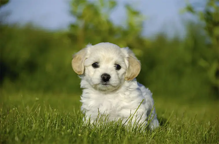Bichon Havanais – den lilla charmören med en dramatisk historia